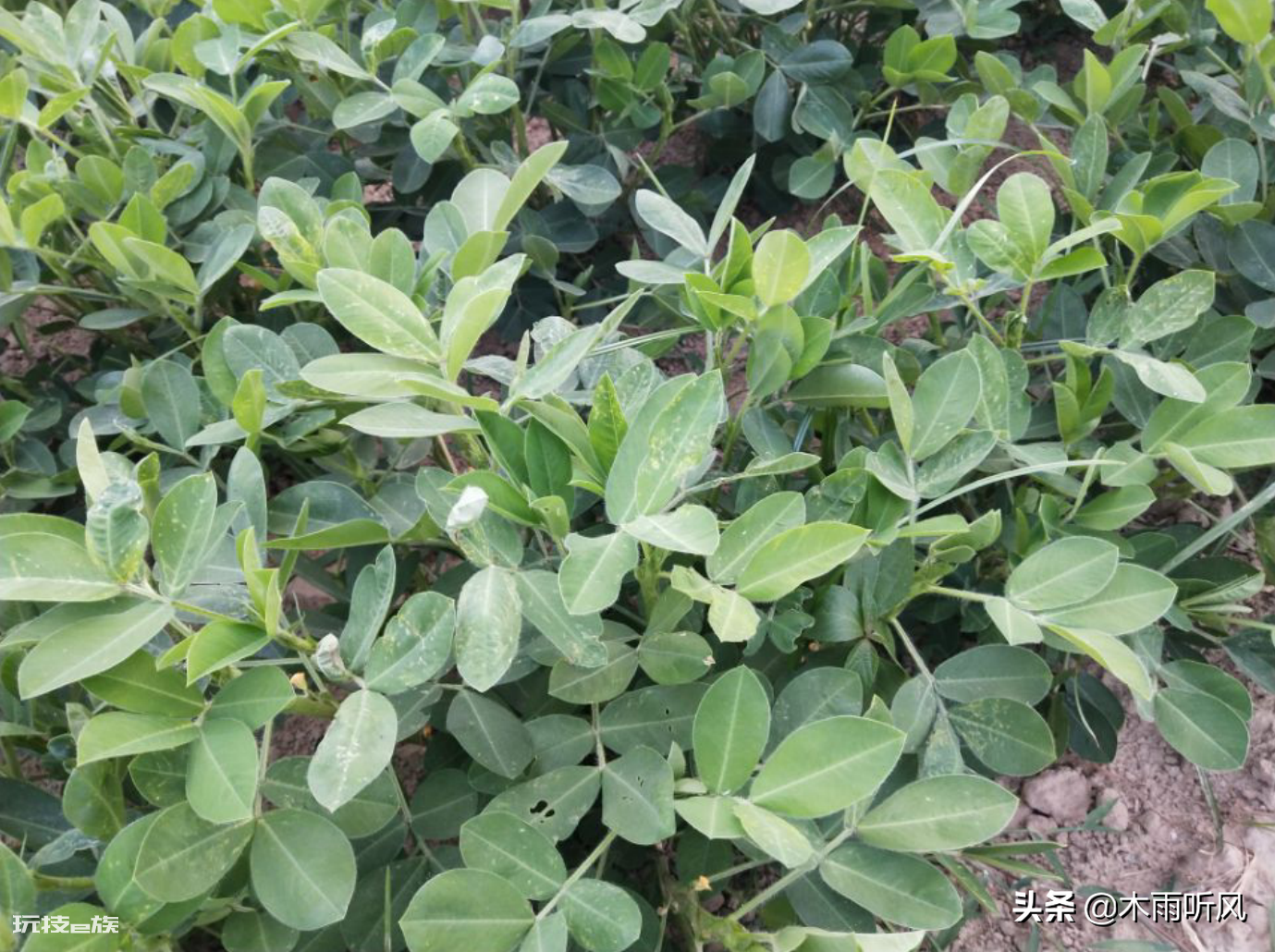叶面喷施硼肥的最佳时间(硼肥什么时候用效果最好)-图片2